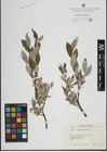 Foto von Salix lapponum L.